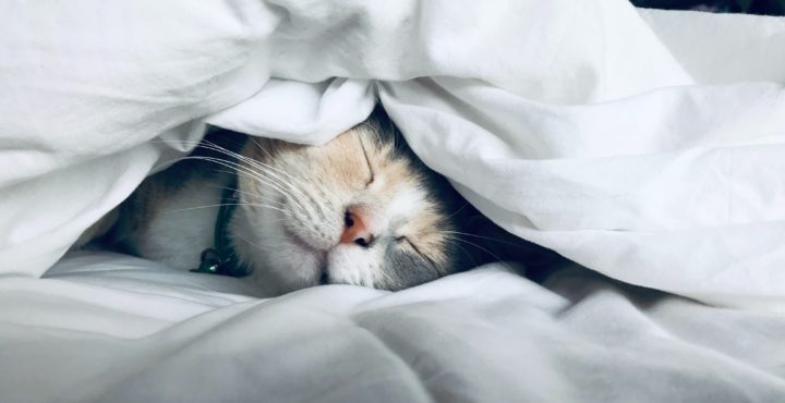 寝てる猫の画像